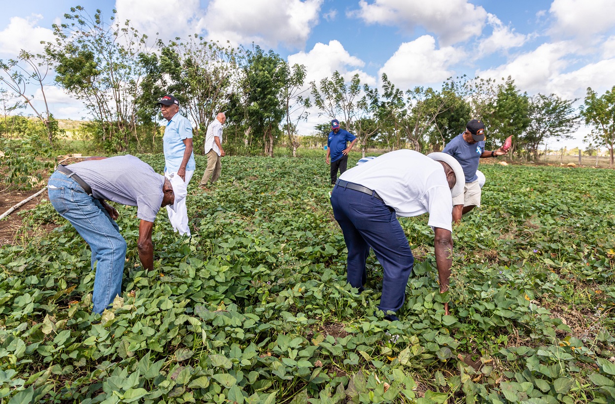 Adultos mayores del Hogar de día CONAPE San Rafael Del Yuma cultivan  hortalizas  en programa de huertos